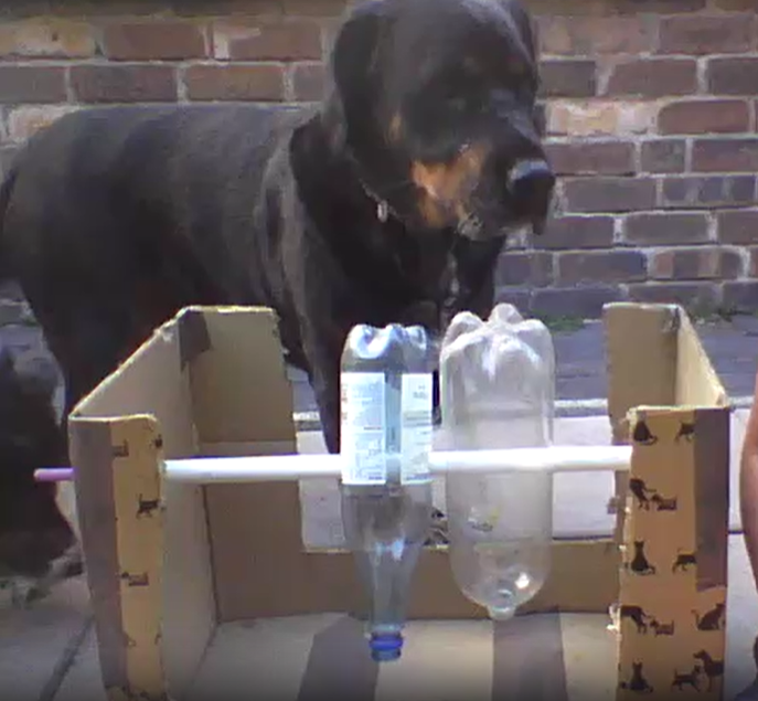 Homemade Bottle game for dogs by Friends and Canines