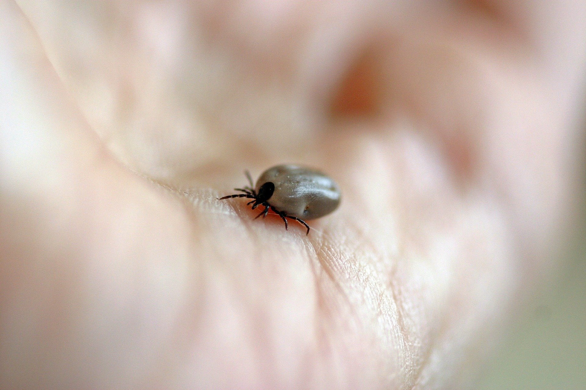 Do you worry about fleas and ticks? 😨