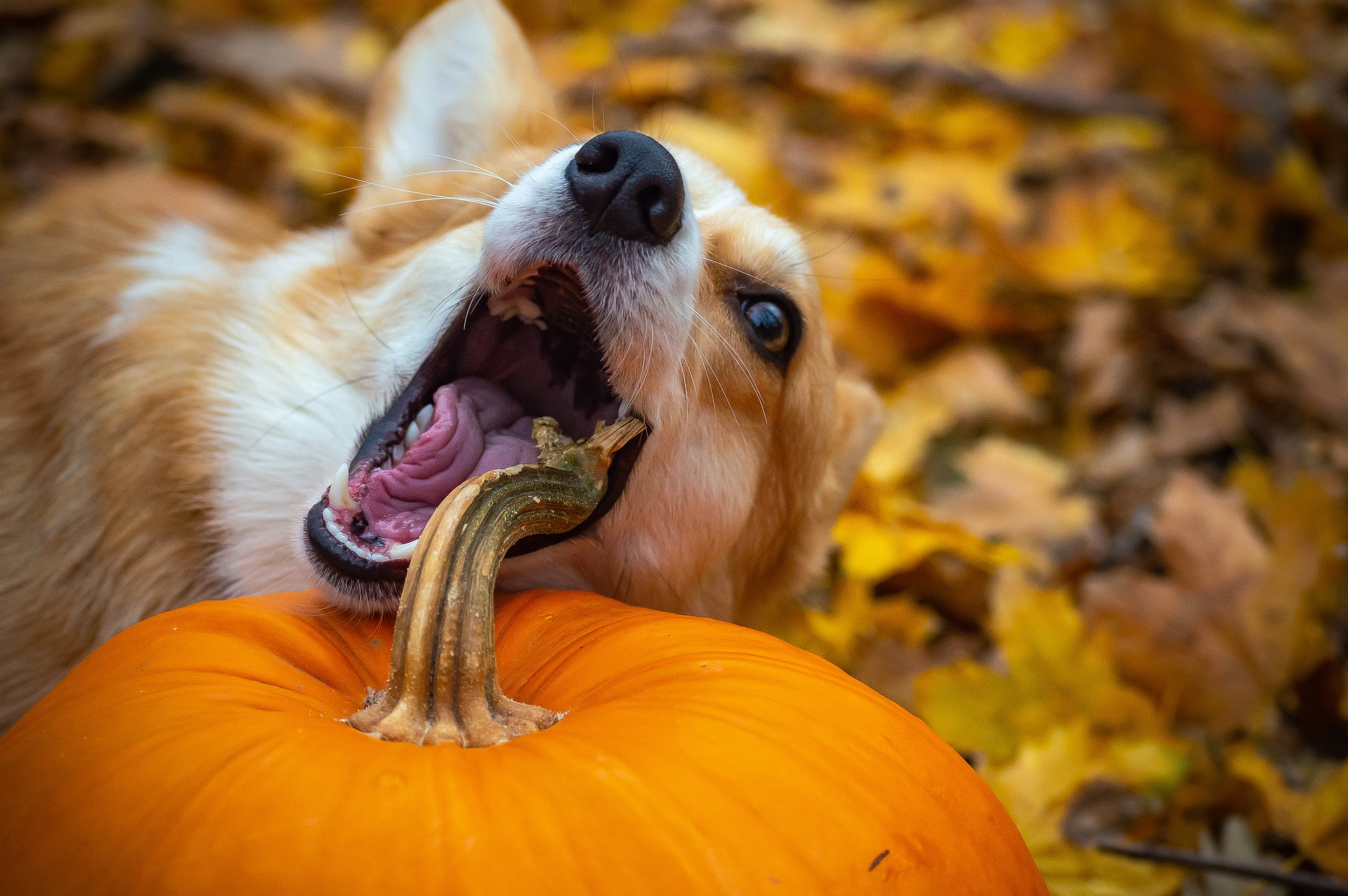 Is pumpkin good for my dog?