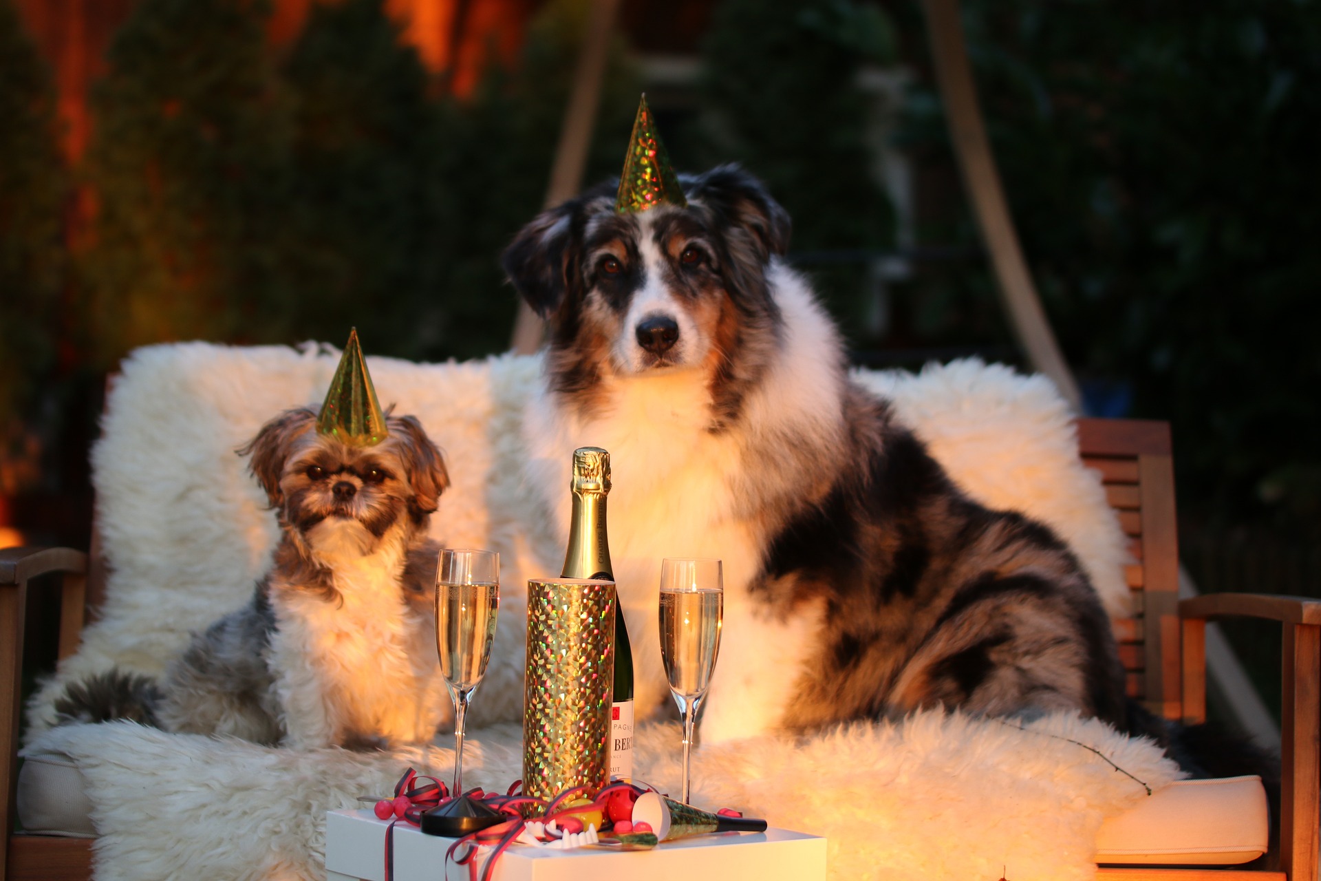 10 Pet Related New Year Resolutions
