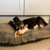 Puppy chew box from Friends and Canines