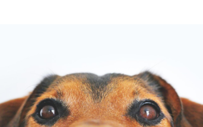 Get those tails wagging with our monthly natural dog treat boxes!