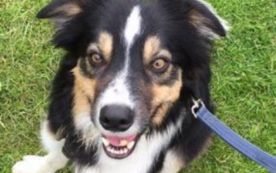 Tails from HQ – Meet crazy Harvey