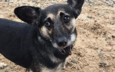 Tails from HQ – Hattie’s Tail