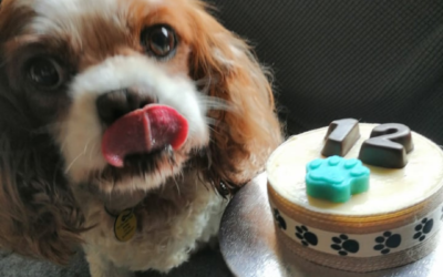 Tails from HQ – Meet Jasper
