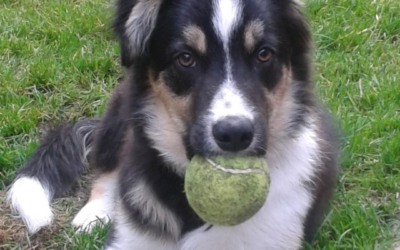 Why I started raw feeding my dogs