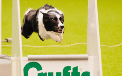 Tails from HQ – Meet Mitzi