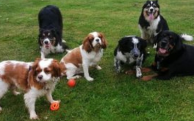 Why natural treats for dogs?