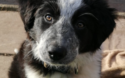 How natural dog chews saved my house from my lockdown puppy