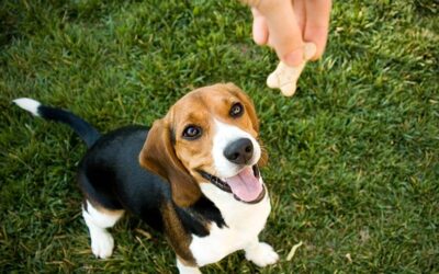 The best natural dog training treats