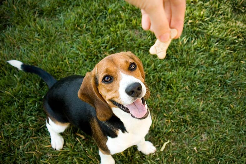 The best natural dog training treats