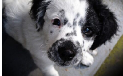 The top 5 causes of poisoning in dogs