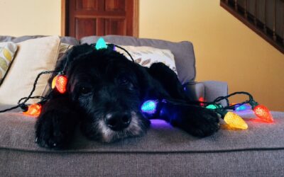 Ho Ho Horrible: What’s really in those festive dog treats?
