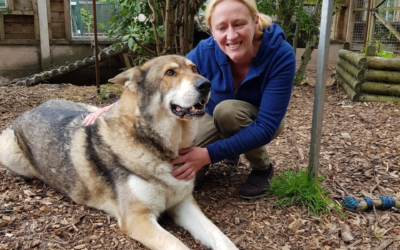 6 ways you can support Gentleshaw Wildlife Centre