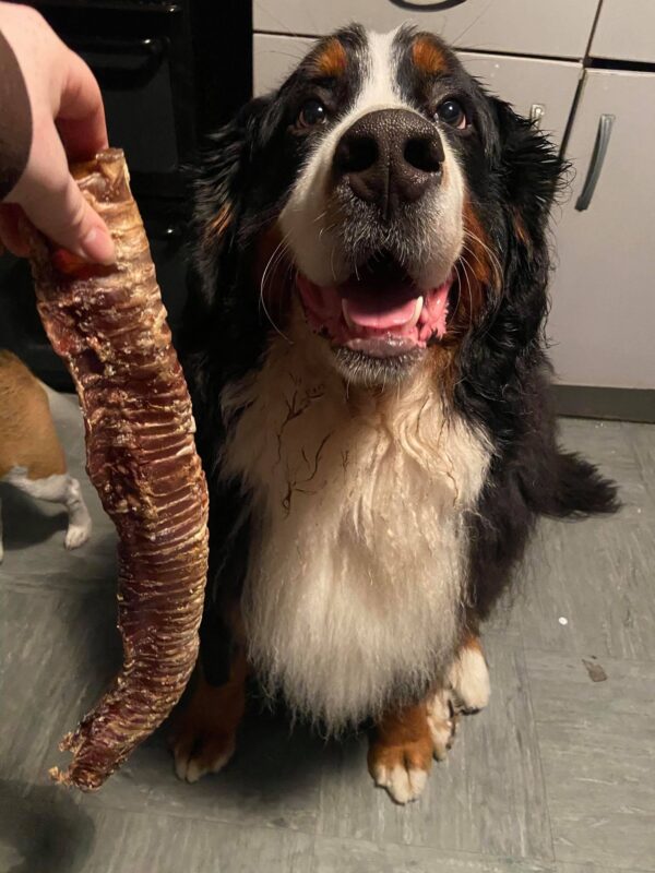 Extra Long Trachea at Friends and Canines
