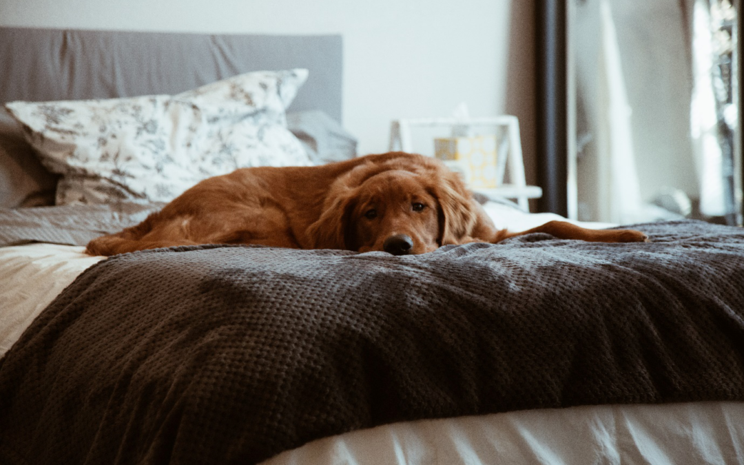 3 reasons why your pooch could be the perfect sleep companion