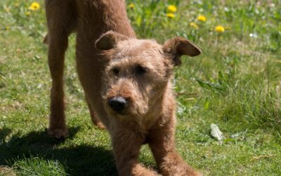 Is your dog spontaneous or do they prefer a routine?