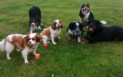 My Beginner’s Guide to Raw Feeding your Dog