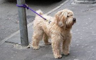 Why you should never leave your dog outside a shop