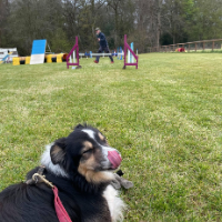 Harvey at agility - Friends and Canines