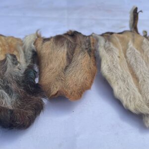 Small Hairy Goat Ear from Friends and Canines