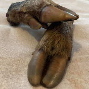 Hairy Wild Boar Leg from Friends and Canines