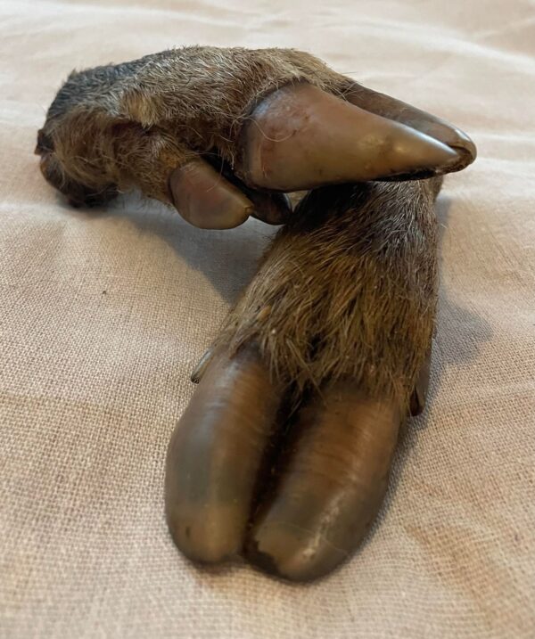 Hairy Wild Boar Leg from Friends and Canines