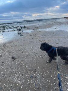 Dog-Friendly holiday in Scotland with Friends and Canines