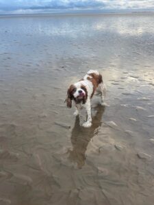 Dog-Friendly holiday in Scotland with Friends and Canines