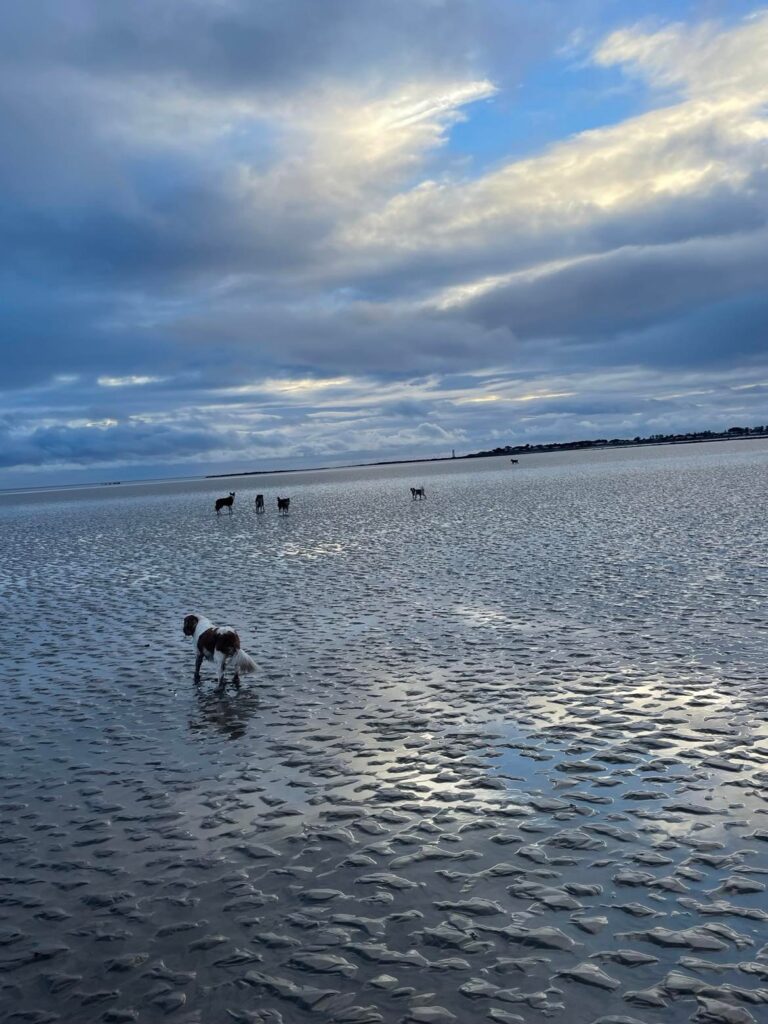 dog-friendly holiday in Scotland from Friends and Canines
