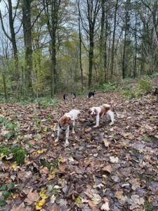 Dog-Friendly holiday in Scotland with Friends and Canines