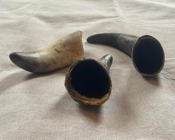 Empty Cow Horns from Friends and Canines