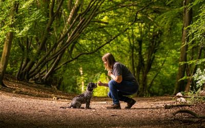 What are low impact dog training for your dog?