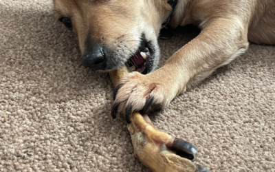 Is It Safe For My Dog To Chew A Bone?