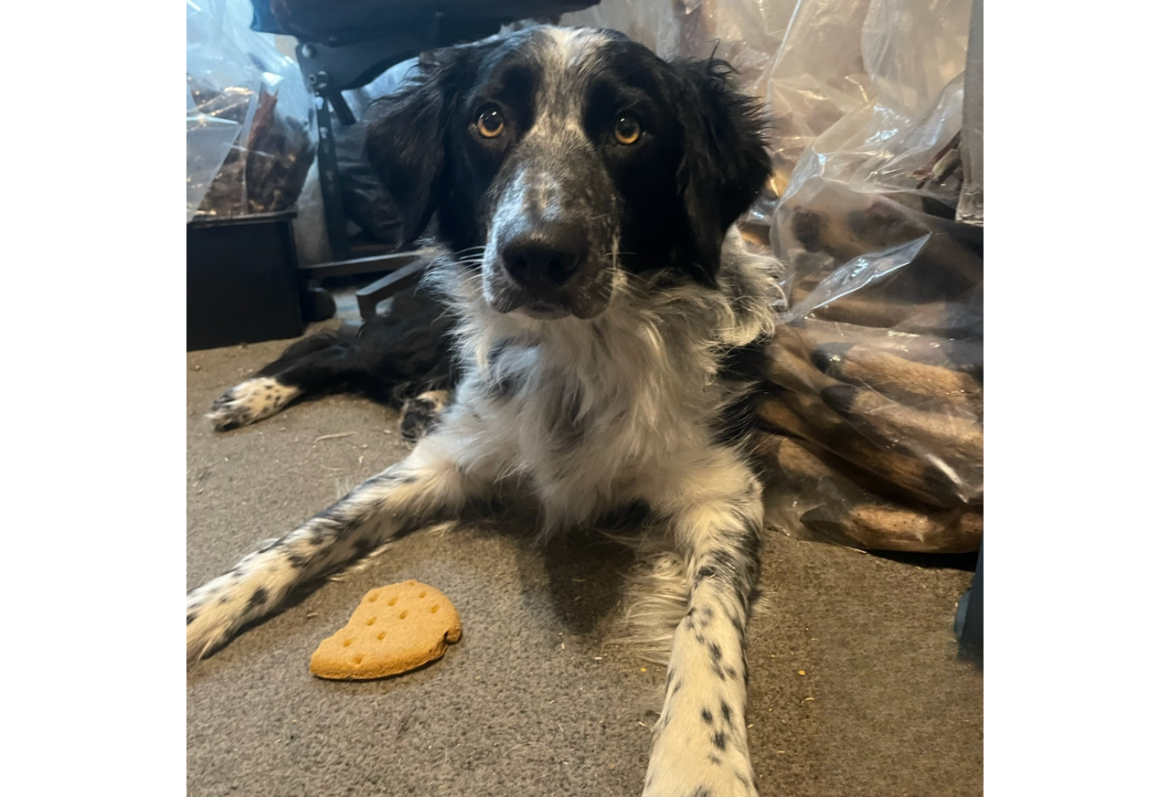 My Top 3 Natural Chews for Puppies Friends and Canines Natural Dog Treats