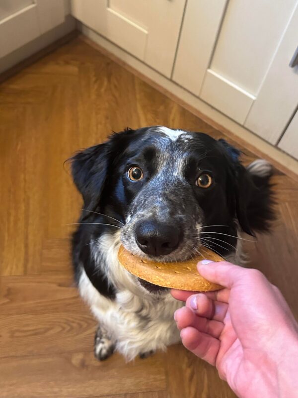 Big Grain-free Dog Cookies from Friends and Canines