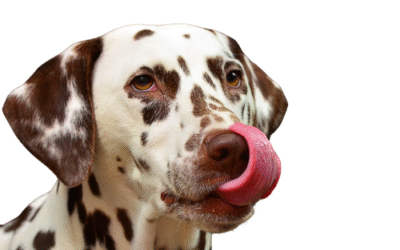 What are the best natural treats for dalmatians?
