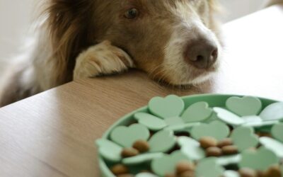 Is your dog quietly solving problems all day?