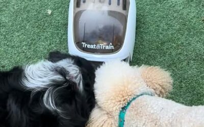 What are the best treats for my manners minder / treat n train?