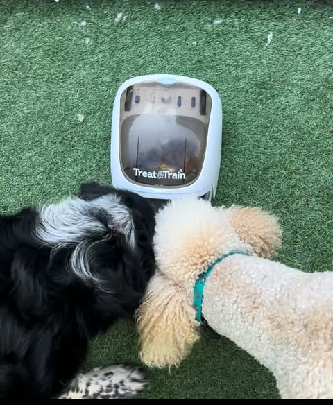 What are the best treats for my manners minder / treat n train?