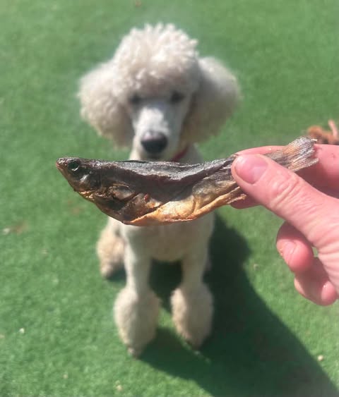 Do you know what is better than salmon oil for dogs by Friends and Canines