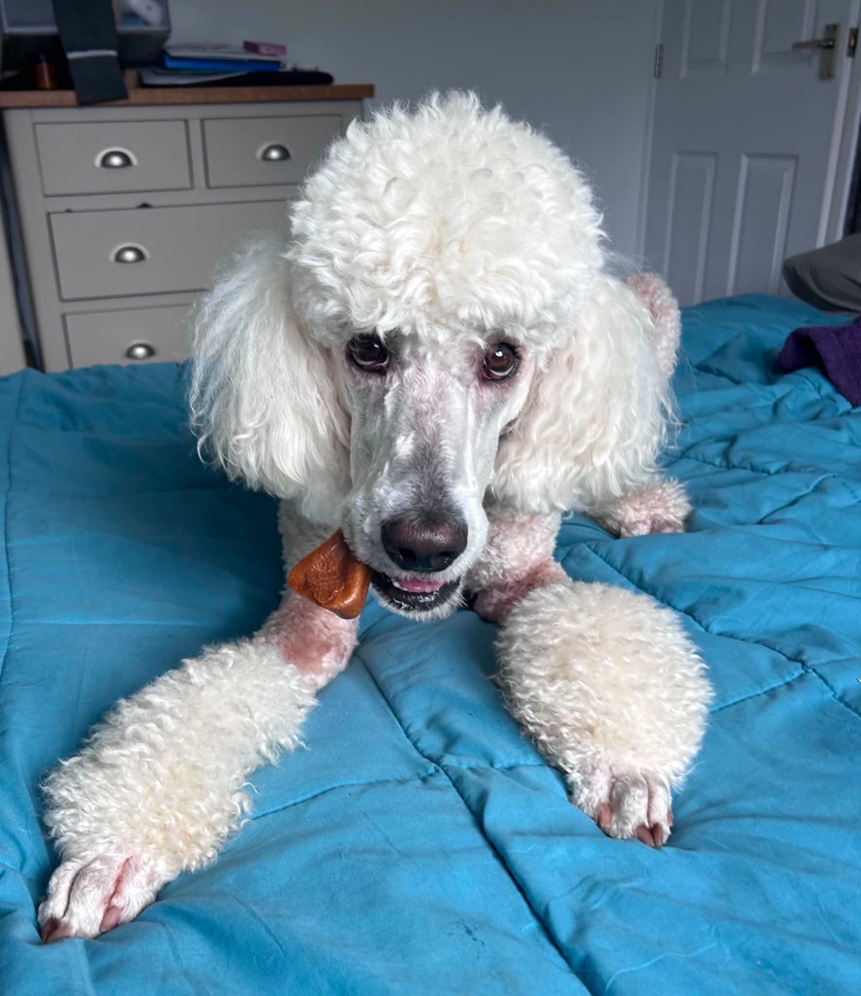 Cheese Dog Chew from Friends and Canines