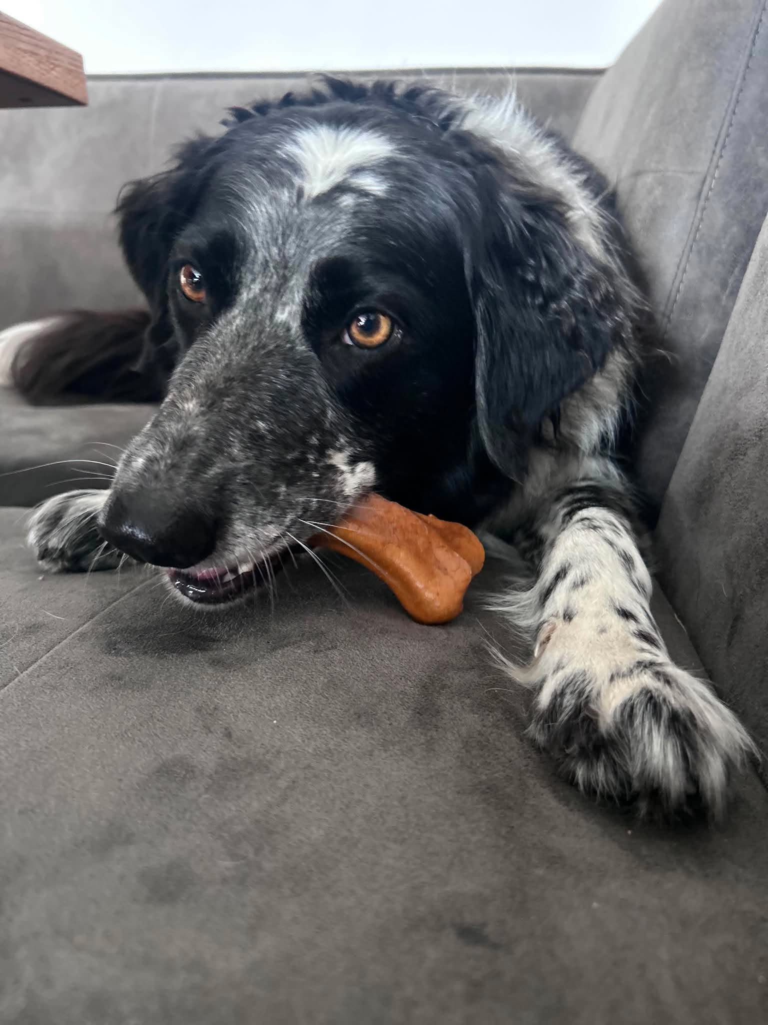 Cheese Dog Chew from Friends and Canines