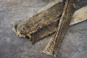 Friends and Canines | Fish Flats