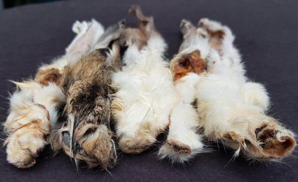 Friends and Canines | Furry Rabbit Ears