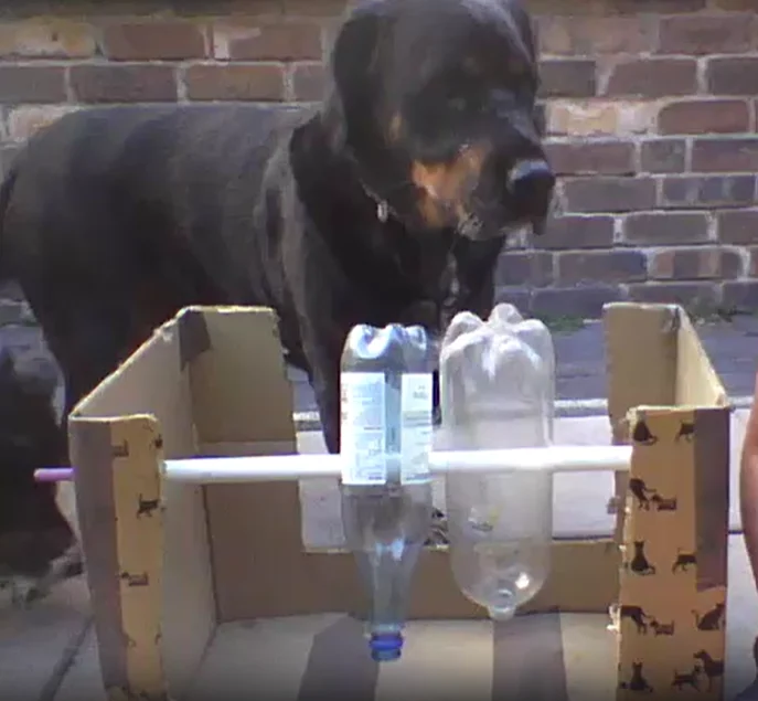Homemade Bottle Game For Dogs