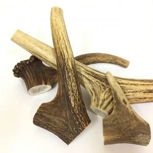 Friends and Canines | Antlers