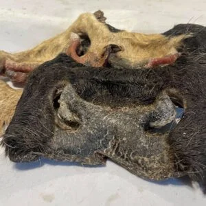 Hairy Cow nose from Friends and Canines