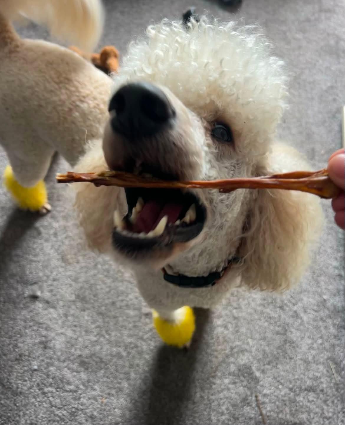 Beef Abomasum Dog Treat from Friends and Canines